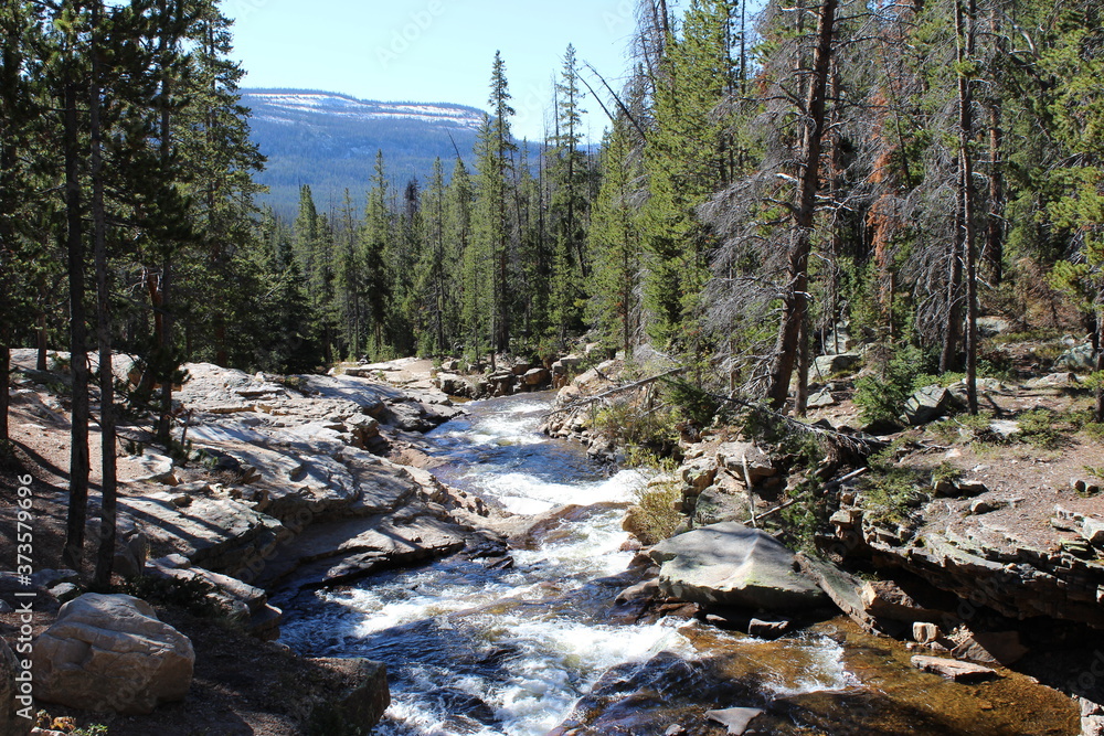 river in the forest river in the forest
