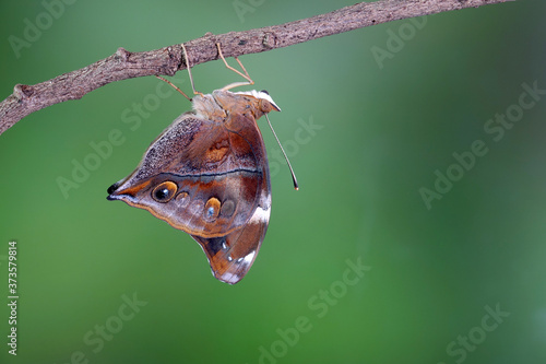 Autumn Leaf Butterfly  Doleschallia bisaltide   it is also known as the leafwing butterfly. Selective focus  blurred green forest background with copy space.