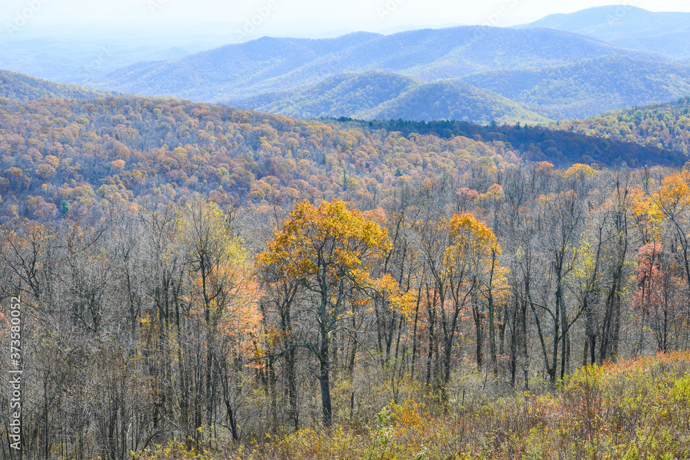 Autumn foliage in Shenandoah National Park - Virginia, United States of America