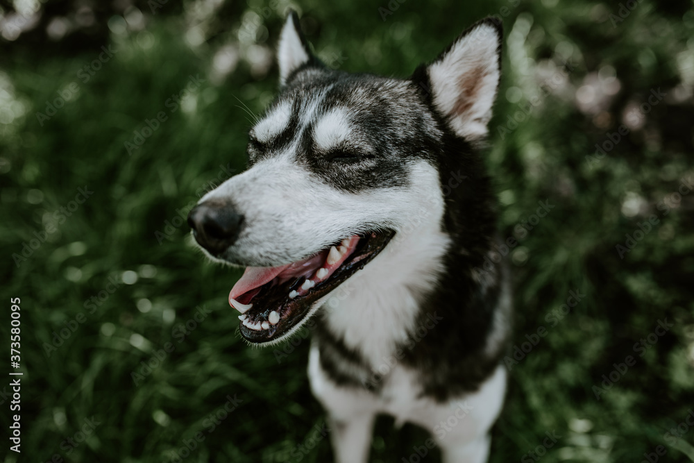 black and white wool. a blue-eyed husky breed dog sits on the green grass and look in camera with an open mouth. The background is blurred. black and white wool. a blue-eyed husky breed dog sits on the green grass and look in camera with an open mouth. The background is blurred.