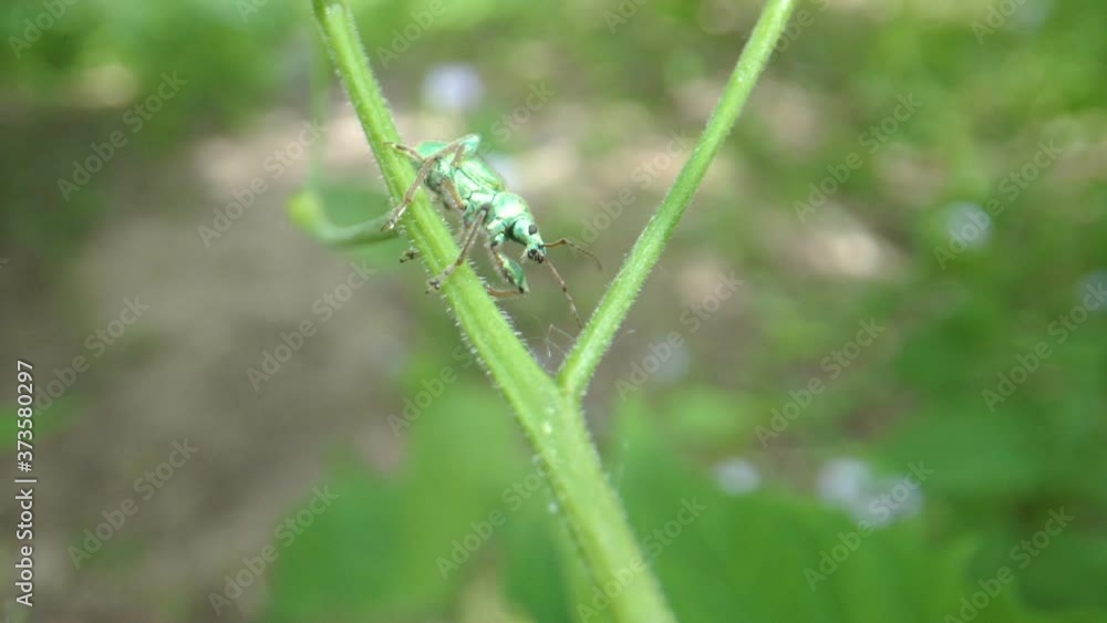 The green beetle on the green leaf of the plant The green beetle on the green leaf of the plant