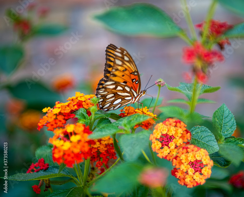 Gulf Fritillary Butterfly on Lantana in Louisiana Summer Garden