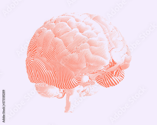 Stylize red human brain line art illustration on white BG