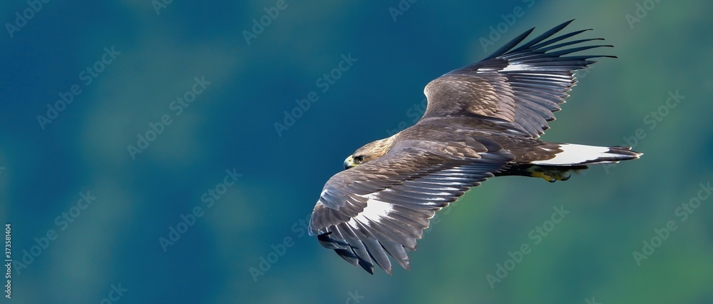 Obraz premium グリーンバックに優雅に飛ぶイヌワシ幼鳥