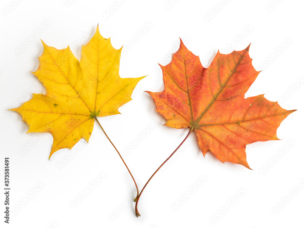autumn leaf isolated on white background