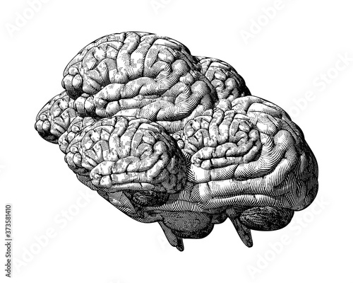 Abstract brains drawing illustration isolated on white BG