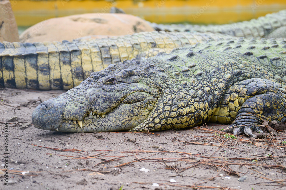 Fototapeta premium Nile alligator close up - Florida, United States of America
