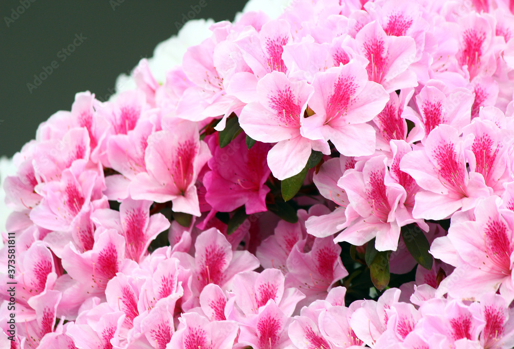 pink azaleas blooming in spring