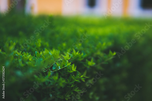 Selective focus shot of green leaves in the gardens of the royal Alcazar of Seville