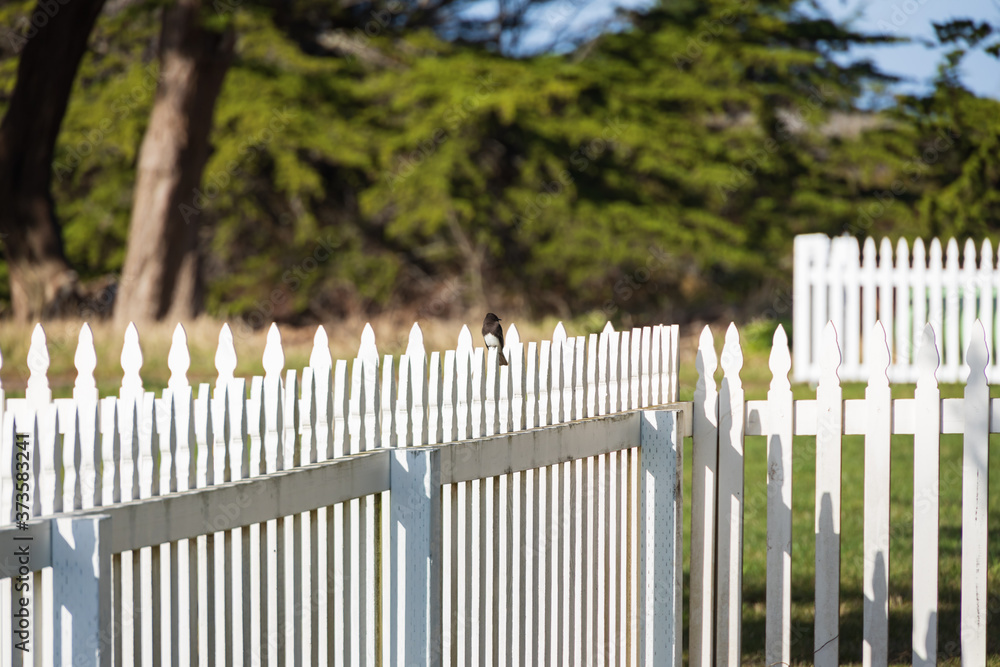 Small bird sitting on white picket fence Small bird sitting on white picket fence