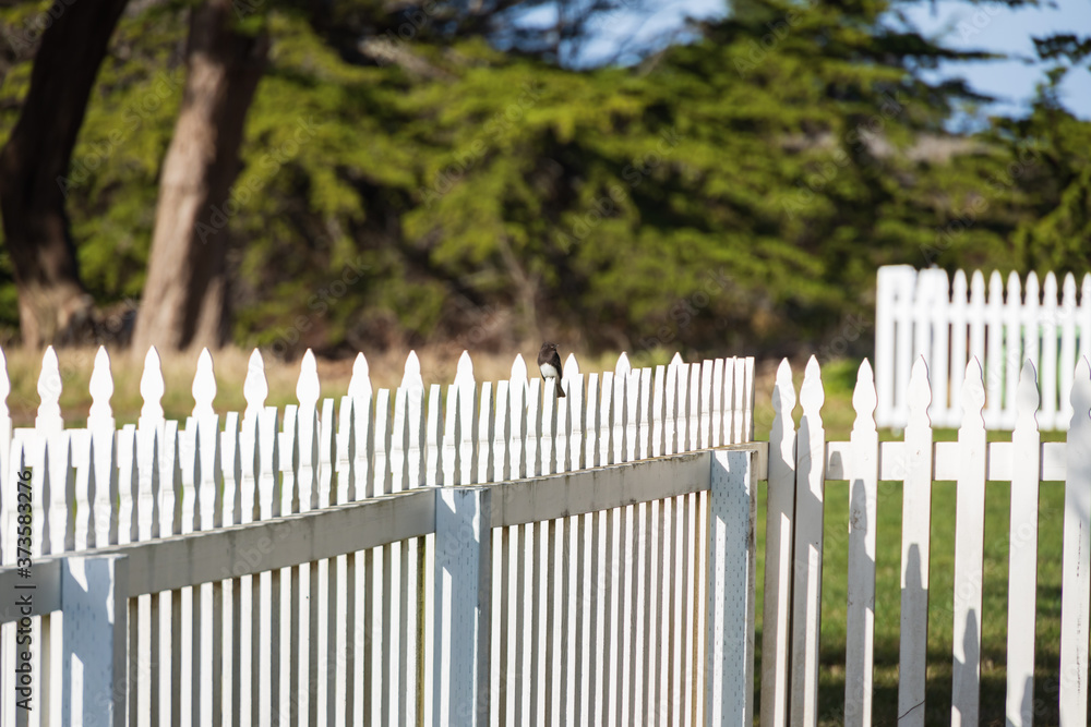 Small bird sitting on white picket fence