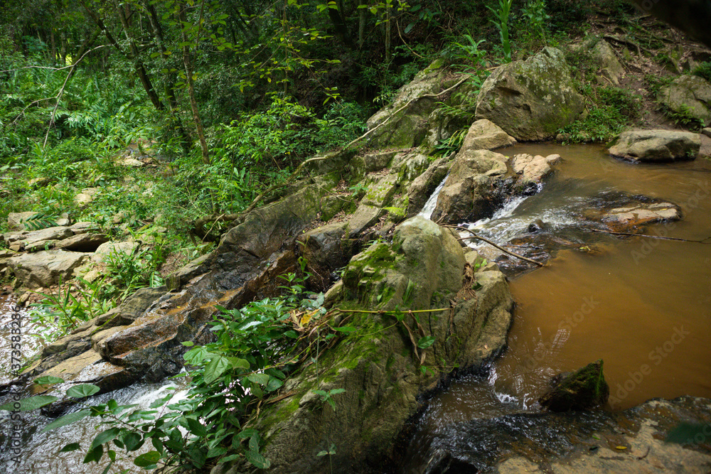Water in the forest Water in the forest