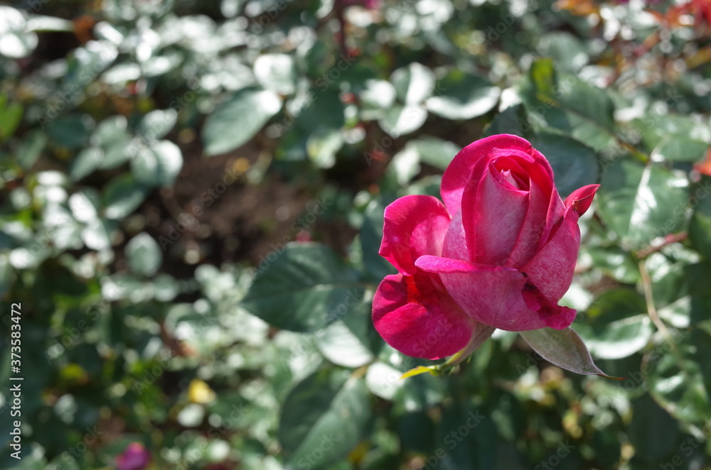 Light Pink Flower of Rose 'Isabel de Ortiz' in Full Bloom
