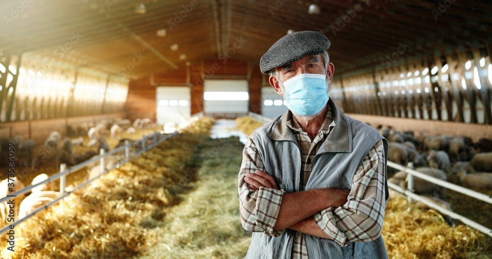 Portrait of old Caucasian gray-haired man in medical mask standing in stable with sheep and looking at camera. Senior worker, male farmer at sheep farm. Barn with cattles during coronavirus pandemic. Portrait of old Caucasian gray-haired man in medical mask standing in stable with sheep and looking at camera. Senior worker, male farmer at sheep farm. Barn with cattles during coronavirus pandemic.