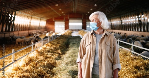 Portrait of old Caucasian gray-haired woman in medical mask standing in stable with sheep and looking at camera. Senior beautiful female farmer at sheep farm. Barn with cattles during pandemic.