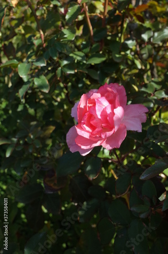 Light Pink Flower of Rose  Jardins de France  in Full Bloom 