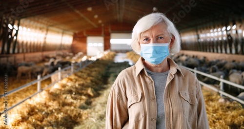 Portrait of old Caucasian gray-haired woman in medical mask standing in stable with sheep and looking at camera. Senior beautiful female farmer at sheep farm. Barn with cattles during pandemic.