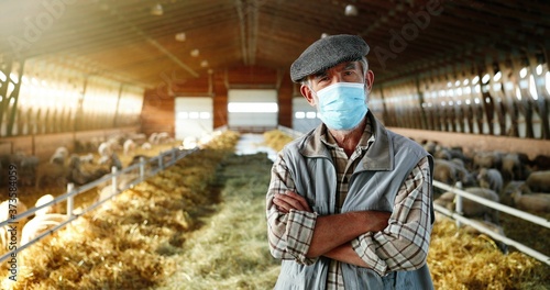 Portrait of old Caucasian gray-haired man in medical mask standing in stable with sheep and looking at camera. Senior worker, male farmer at sheep farm. Barn with cattles during coronavirus pandemic. © VAKSMANV