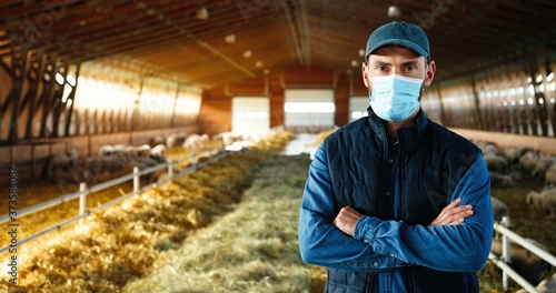Portrait of Caucasian happy man in medical mask standing in stable with sheep, crossing hands and looking at camera. Handsome male farmer at sheep farm. Barn with cattles during coronavirus pandemic.