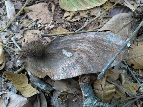 a dry leaf with spikes on the end photo