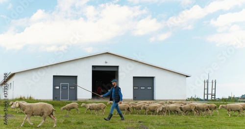 Принти на полотні Caucasian handsome male shepherd grazing herd of sheep at pasture near stable