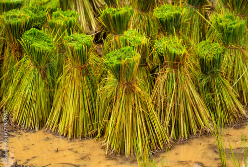 Rice Planting Season in Rural Thailand