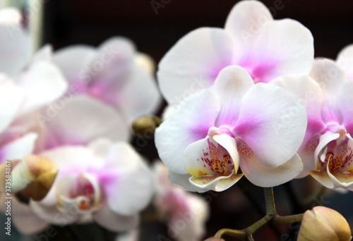 White with pink color orchids blossom in Hong Kong Chinese New Year Eve Market