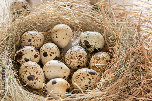 Several quail eggs in a decorative nest made of straw on a wooden table