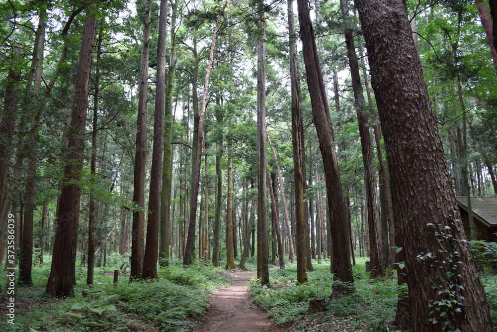 Obraz premium 遊歩道 森林公園