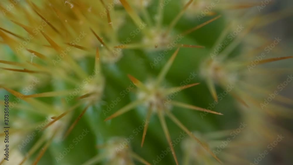 A much closer look of the sharp spikes of the cactus A much closer look of the sharp spikes of the cactus