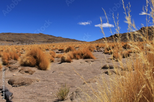 Fototapeta Naklejka Na Ścianę i Meble -  dry grass in the desert