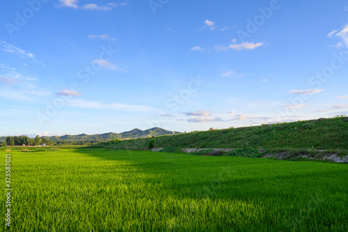 landscape with green grass and blue sky