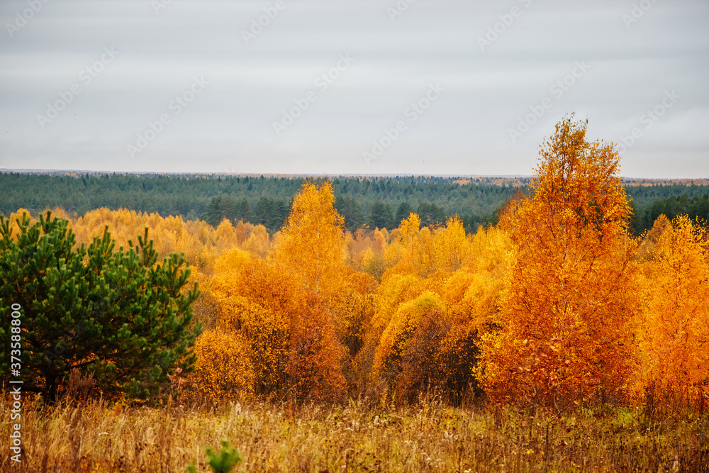 Autumn forest on cloudy day. Beautiful yellow trees.