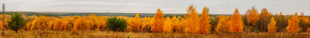 Beautiful yellow trees. Autumn forest on cloudy day. Panoramic landscape. Beautiful yellow trees. Autumn forest on cloudy day. Panoramic landscape.