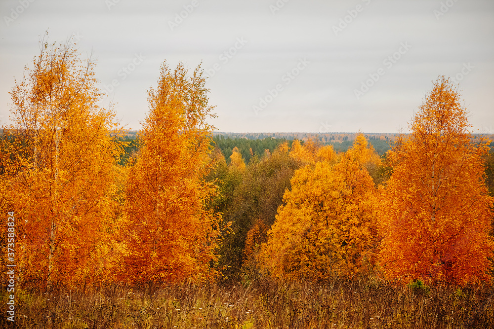 Fototapeta premium Autumn forest on cloudy day. Beautiful yellow trees.