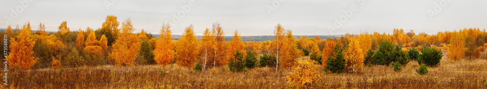 Beautiful yellow trees. Autumn forest on cloudy day. Panoramic landscape. Beautiful yellow trees. Autumn forest on cloudy day. Panoramic landscape.