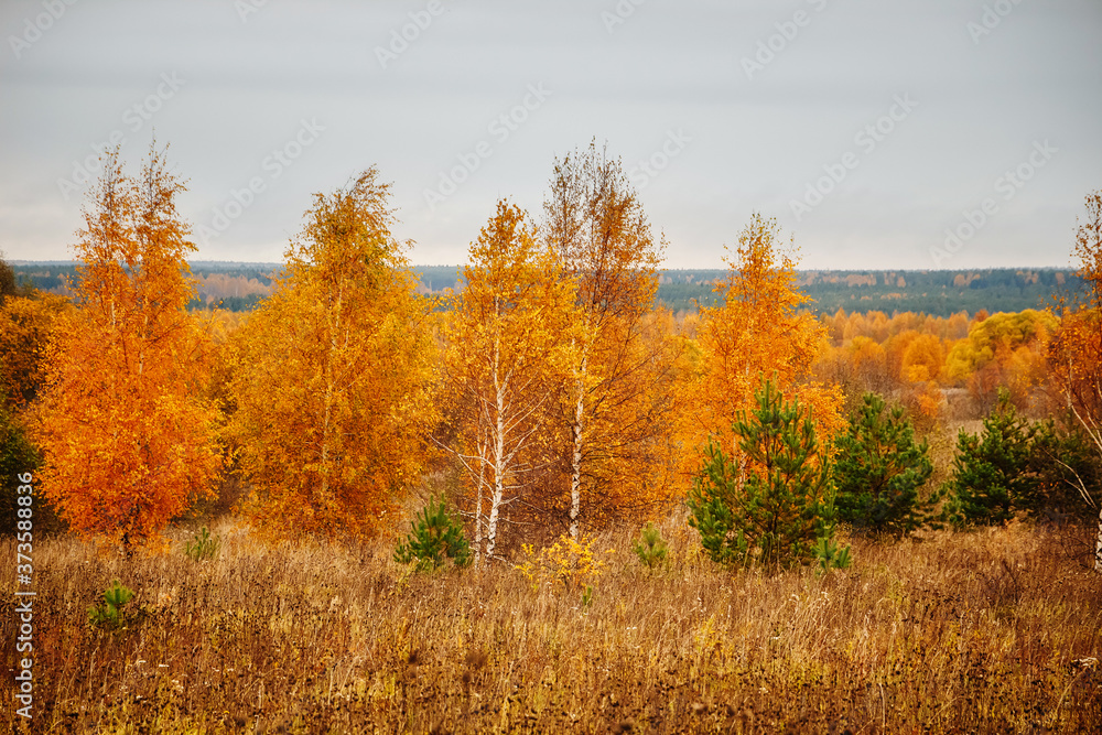 Autumn forest on cloudy day. Beautiful yellow trees.