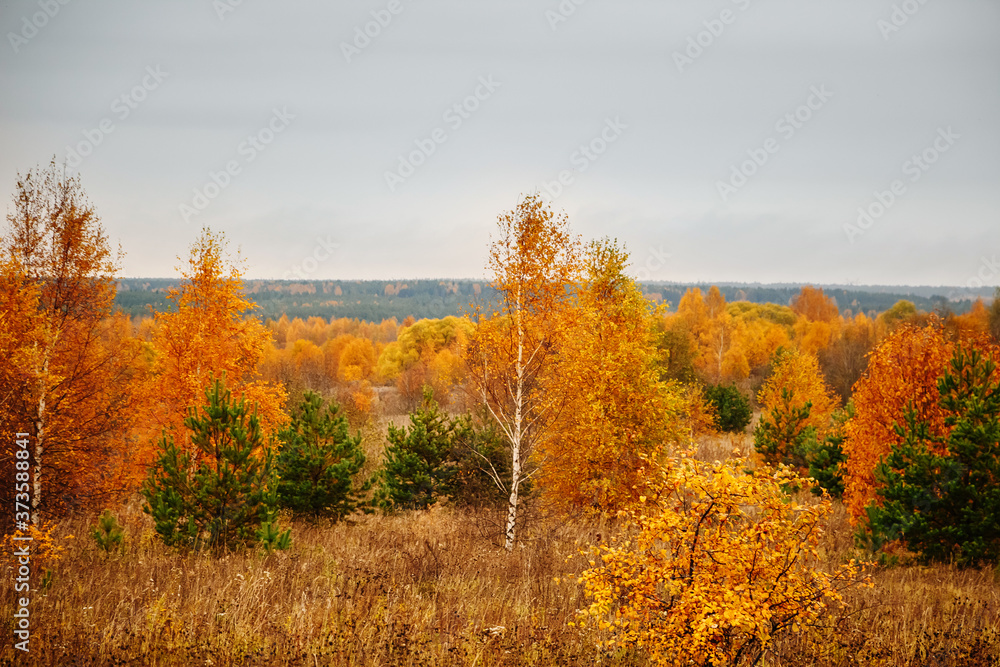 Fototapeta premium Autumn forest on cloudy day. Beautiful yellow trees.