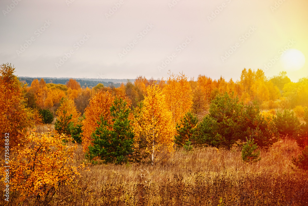 Autumn forest on cloudy day. Beautiful yellow trees.