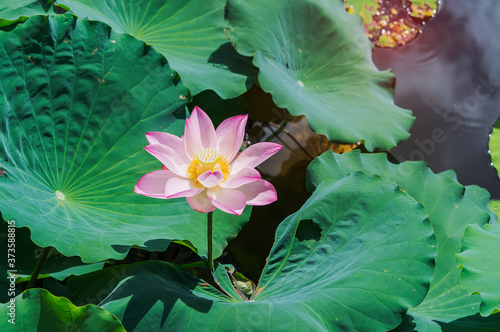 Beauty pink lotus or water lily is in closeup in lotus pond