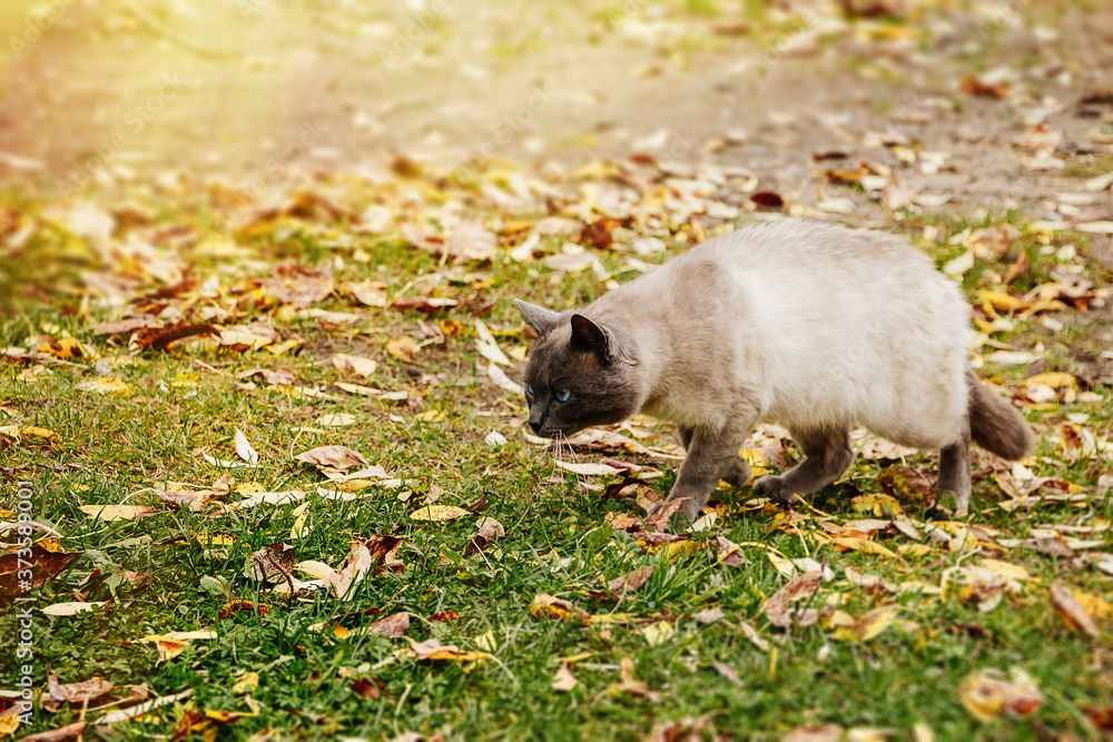 Cat sneaks for prey on background of autumn foliage Cat sneaks for prey on background of autumn foliage