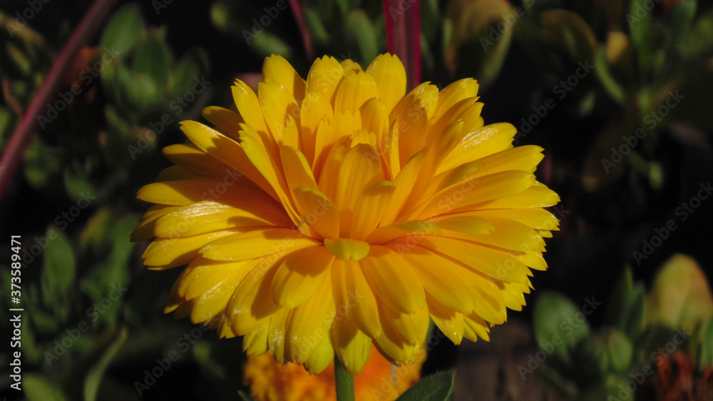 Obraz premium Flores