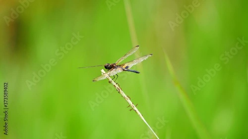 Rhyothemis phyllis (Yellow-barred flutterer) perching in the grass. It is a species of Odonata in the family skimmers. It is associated with freshwater habitat.
 photo