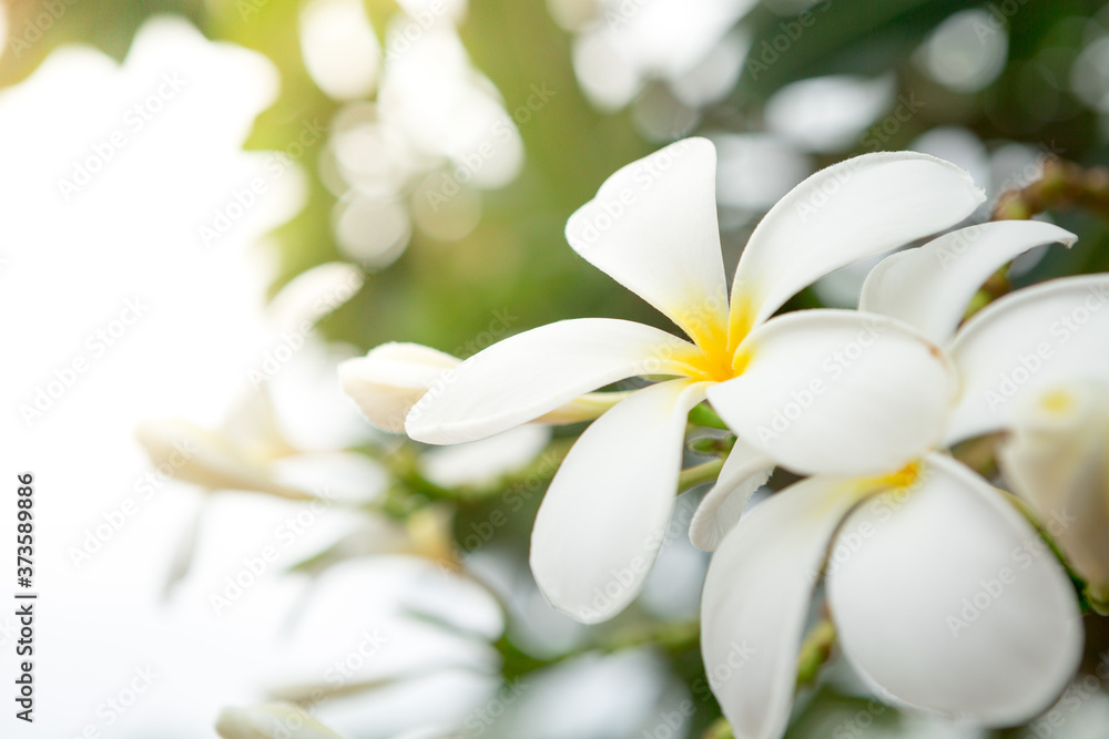 Fototapeta premium Plumeria on natural blurred and bokeh background with sunlight