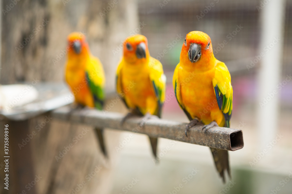 Obraz premium Beautiful Sun conure parrot are popular pets in Thailand