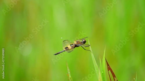 Rhyothemis phyllis (Yellow-barred flutterer) perching in the grass. It is a species of Odonata in the family skimmers. It is associated with freshwater habitat.
 photo