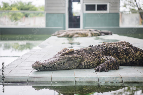 Big alligator crocodile lying in the pond of the zoo