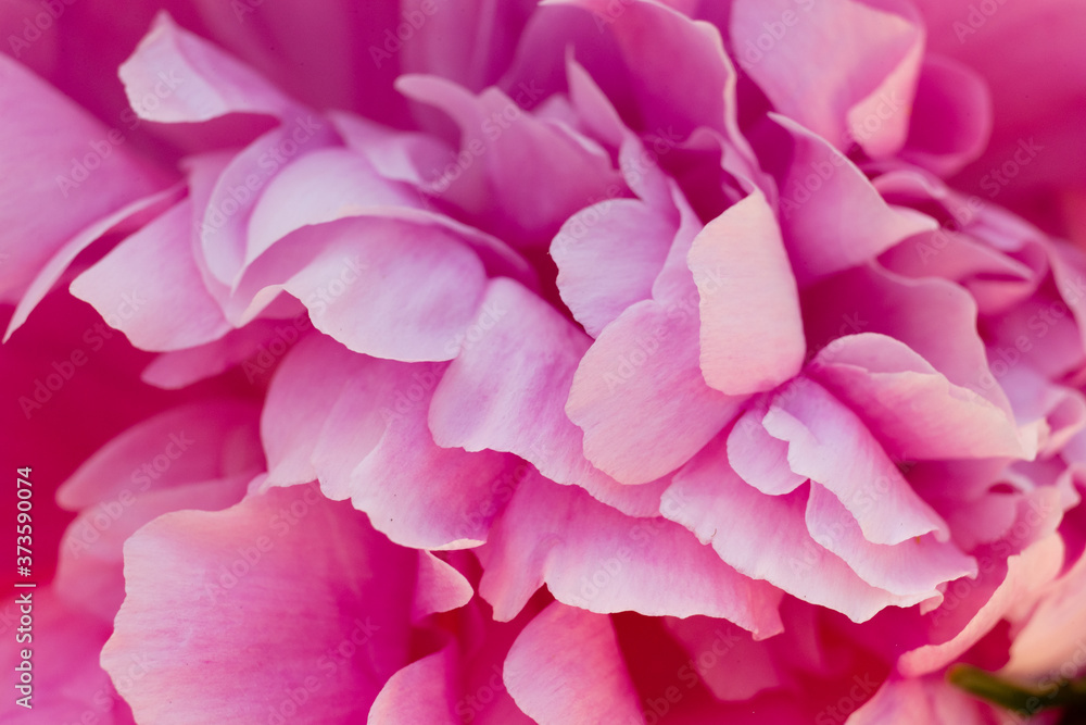 Pink Flower Textures