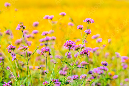 Colorfully verbena flowers and yellow cosmos flowers © somkak