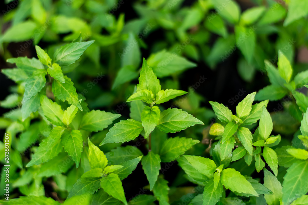 Orthosiphon aristatus green leaf